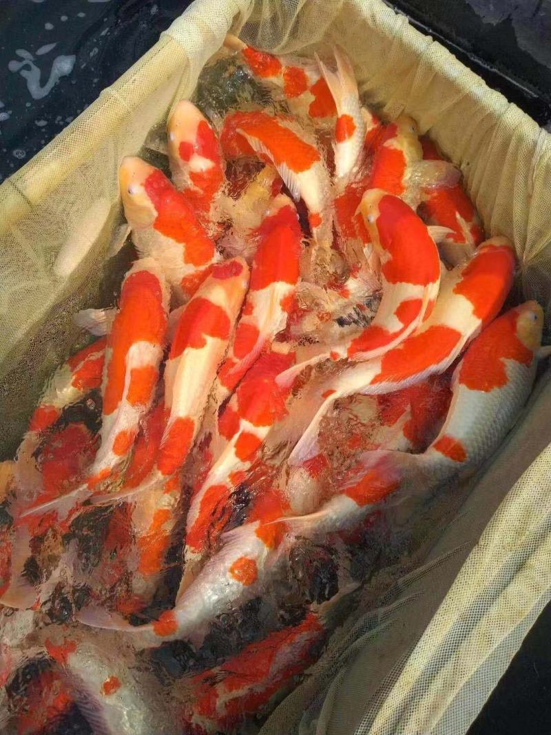 【推荐】锦鲤鱼苗/红/黑/黄/花/颜色预定自孵水花全国包邮