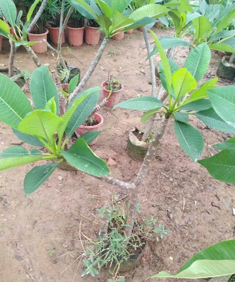 鸡蛋花树苗盆栽缅栀子花苗阳台庭院植物盆栽地栽当年开花