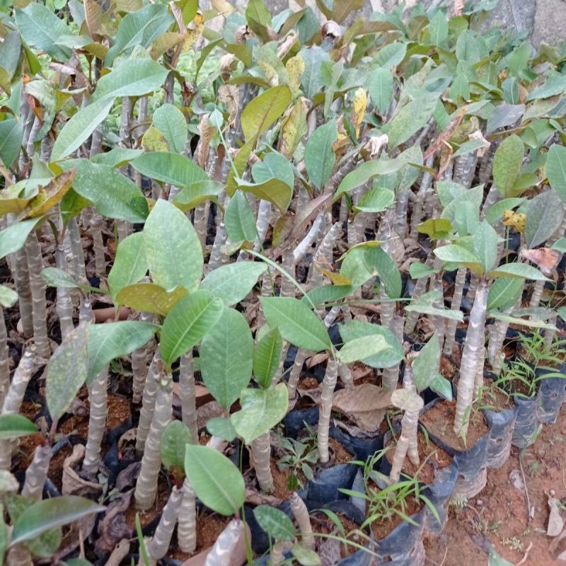 鸡蛋花树苗盆栽缅栀子花苗阳台庭院植物盆栽地栽当年开花