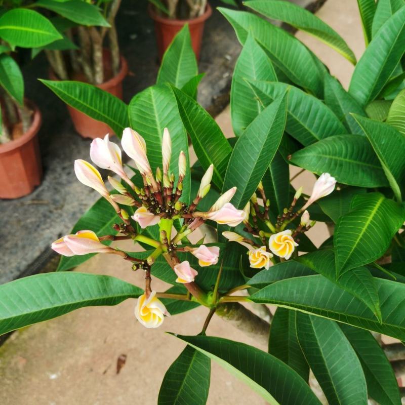 鸡蛋花树苗盆栽缅栀子花苗阳台庭院植物盆栽地栽当年开花