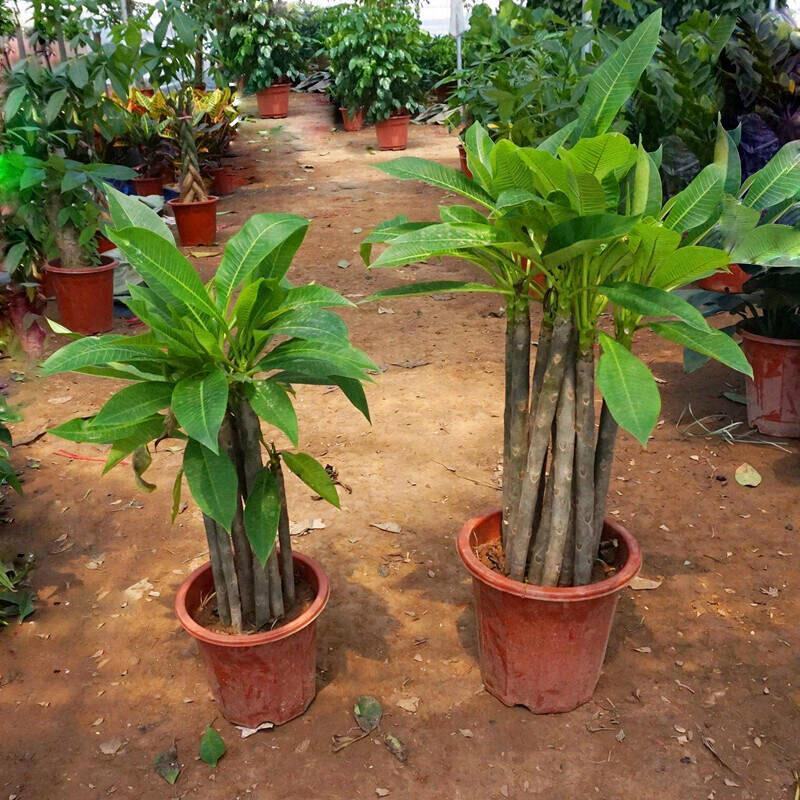 鸡蛋花树苗盆栽缅栀子花苗阳台庭院植物盆栽地栽当年开花