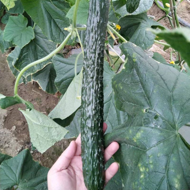黄瓜青瓜墨绿青瓜