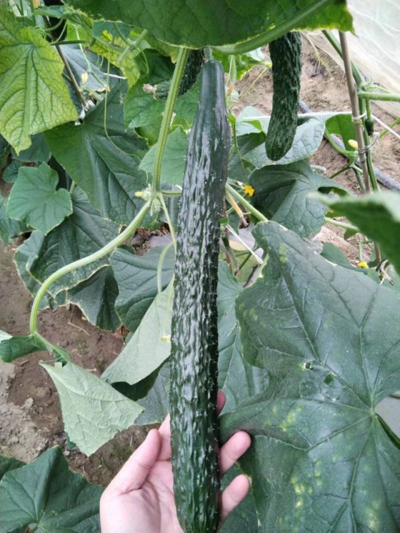 黄瓜青瓜墨绿青瓜