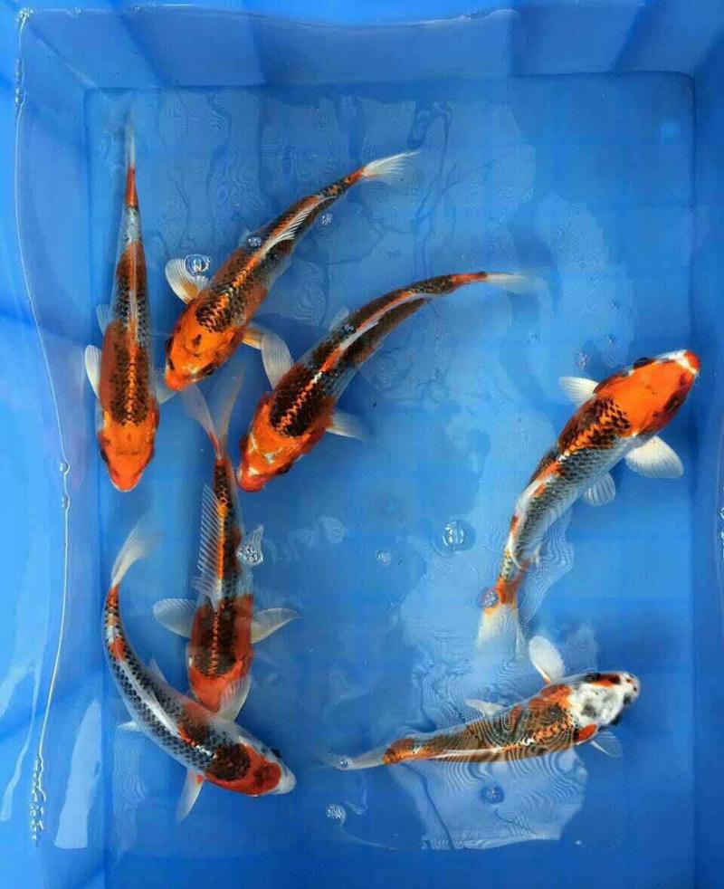 【推荐】日本锦鲤苗/三色/五色/水花/颜色预定放生鱼