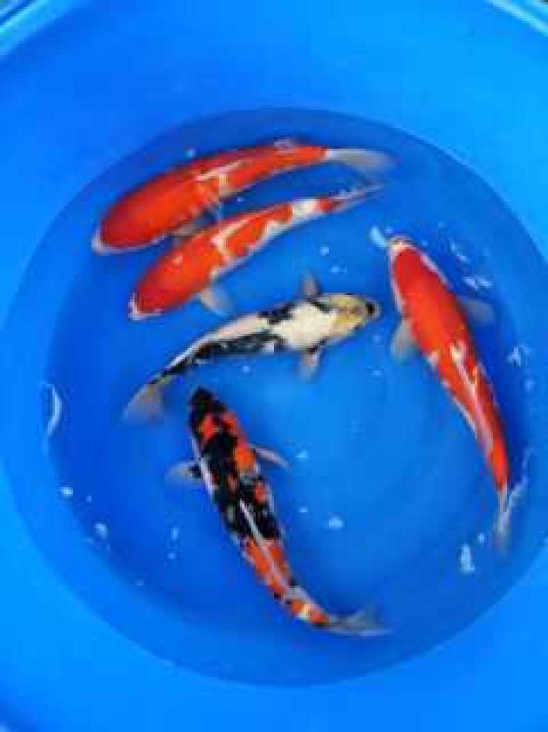 【推荐】日本锦鲤苗/三色/五色/水花/颜色预定放生鱼
