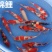 【推荐】日本锦鲤苗/三色/五色/水花/颜色预定放生鱼
