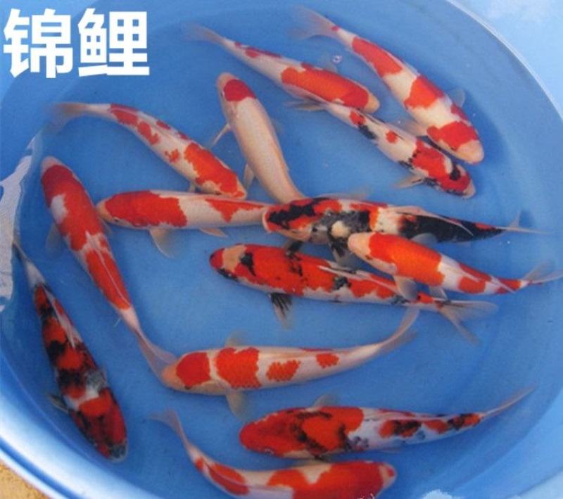 【推荐】日本锦鲤苗/三色/五色/水花/颜色预定放生鱼
