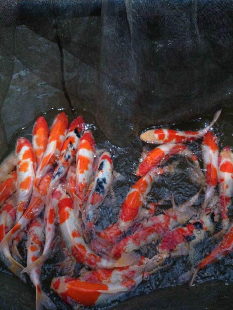 【推荐】日本锦鲤苗/三色/五色/水花/颜色预定放生鱼