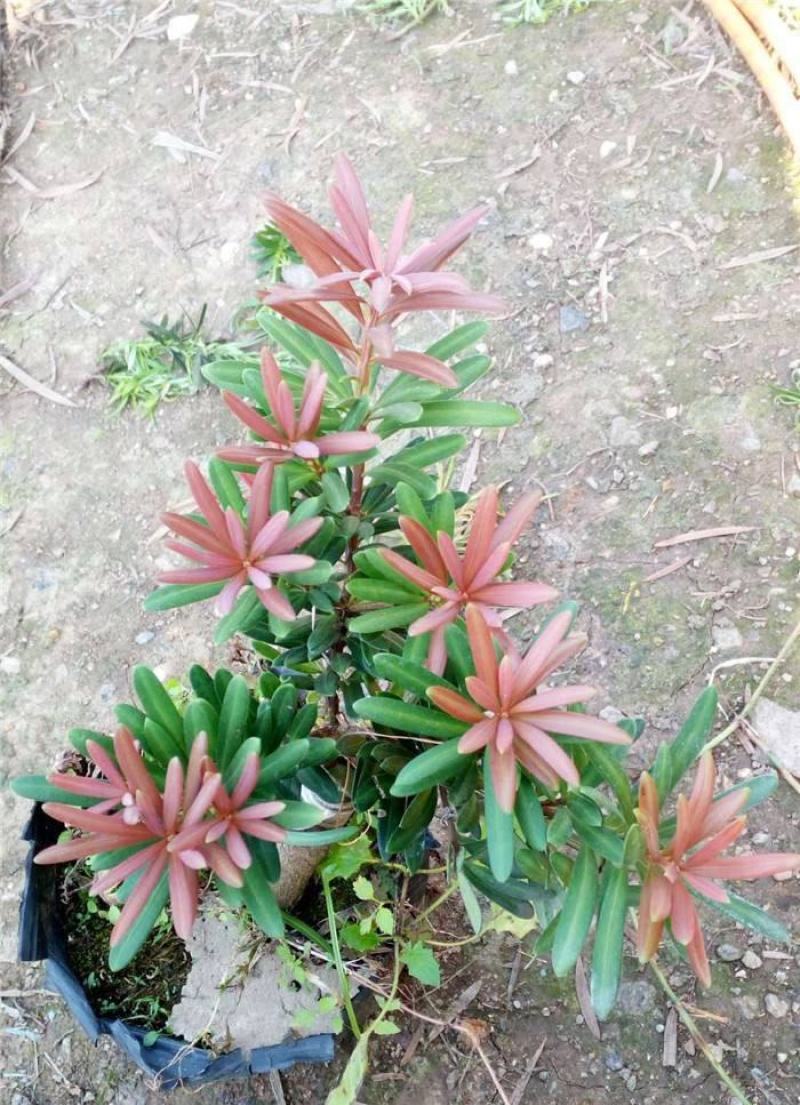 罗汉松紫色一号罗汉松海岛罗汉松红芽罗汉松量大优惠