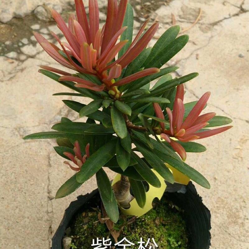 罗汉松紫色一号罗汉松海岛罗汉松红芽罗汉松量大优惠