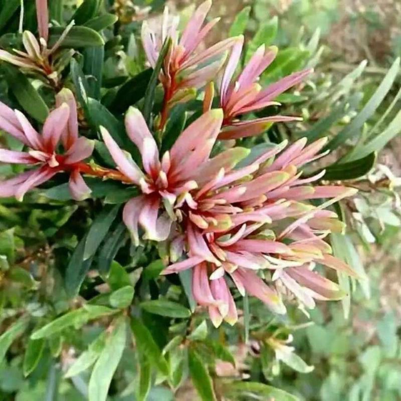 罗汉松紫色一号罗汉松海岛罗汉松红芽罗汉松量大优惠