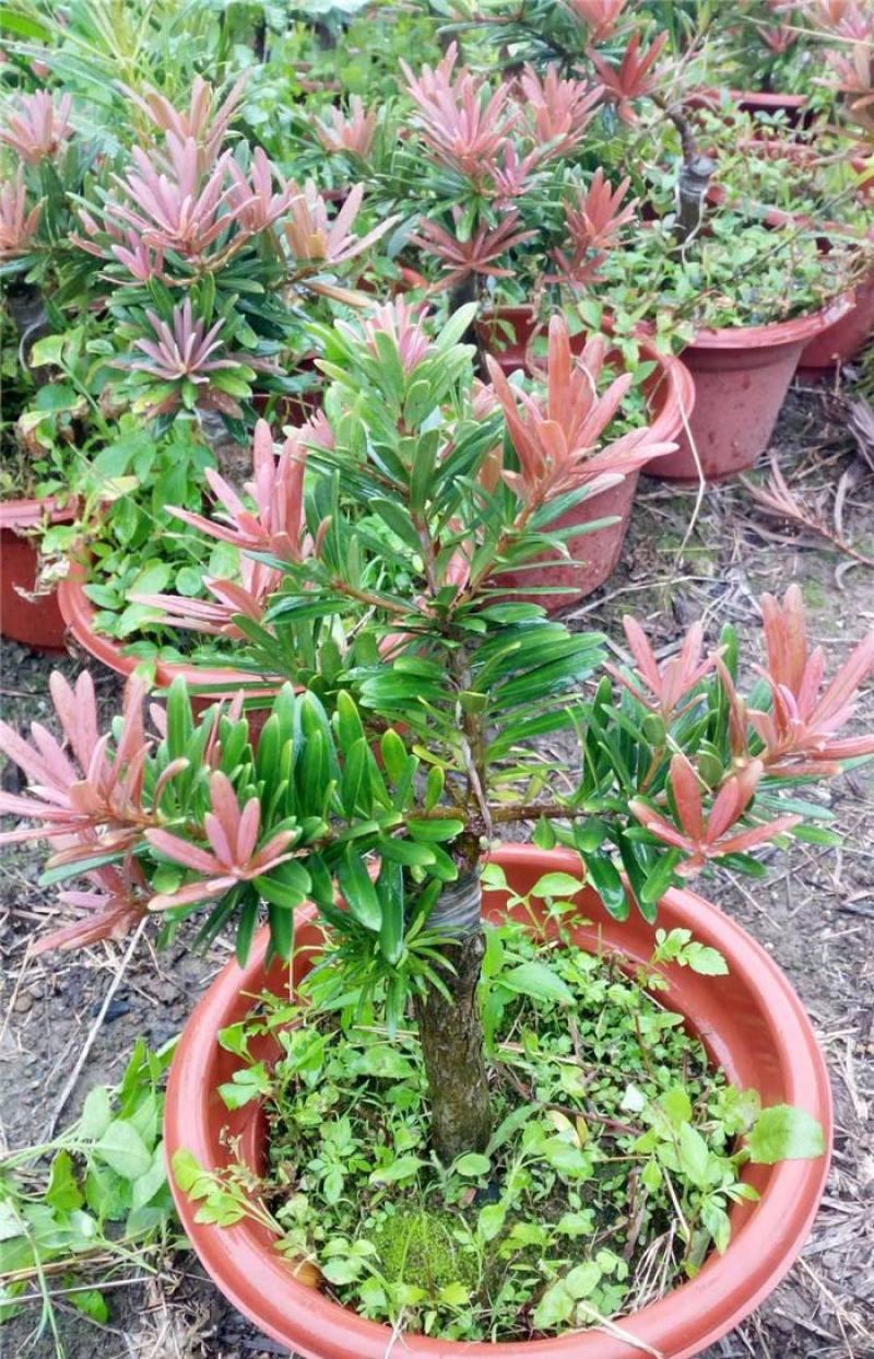 罗汉松紫色一号罗汉松海岛罗汉松红芽罗汉松量大优惠