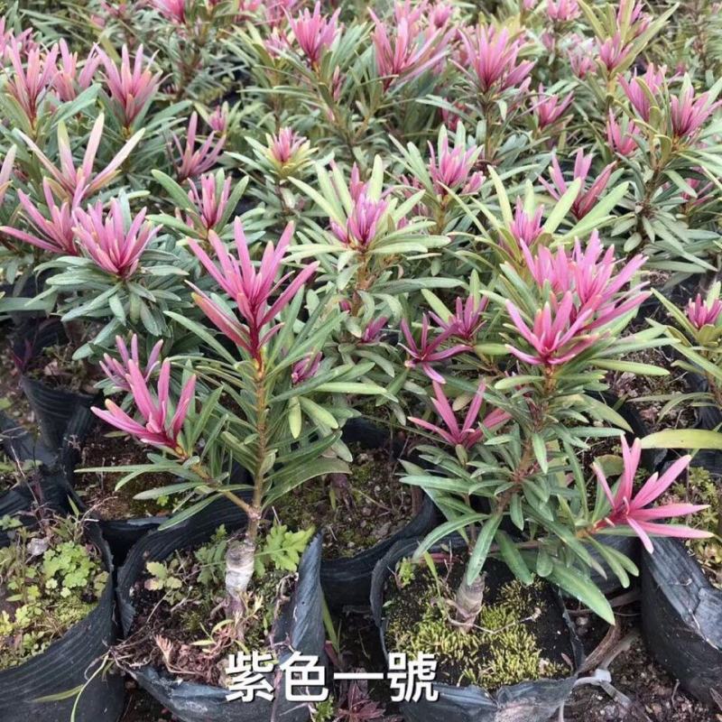 罗汉松紫色一号罗汉松海岛罗汉松红芽罗汉松量大优惠