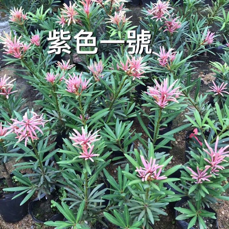 罗汉松紫色一号罗汉松海岛罗汉松红芽罗汉松量大优惠