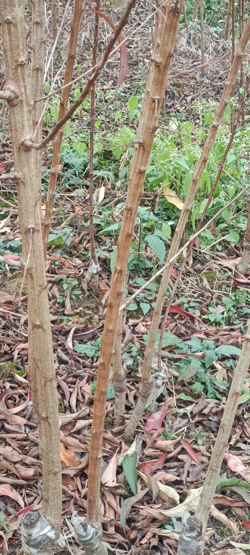 蜂糖李苗原产地直发