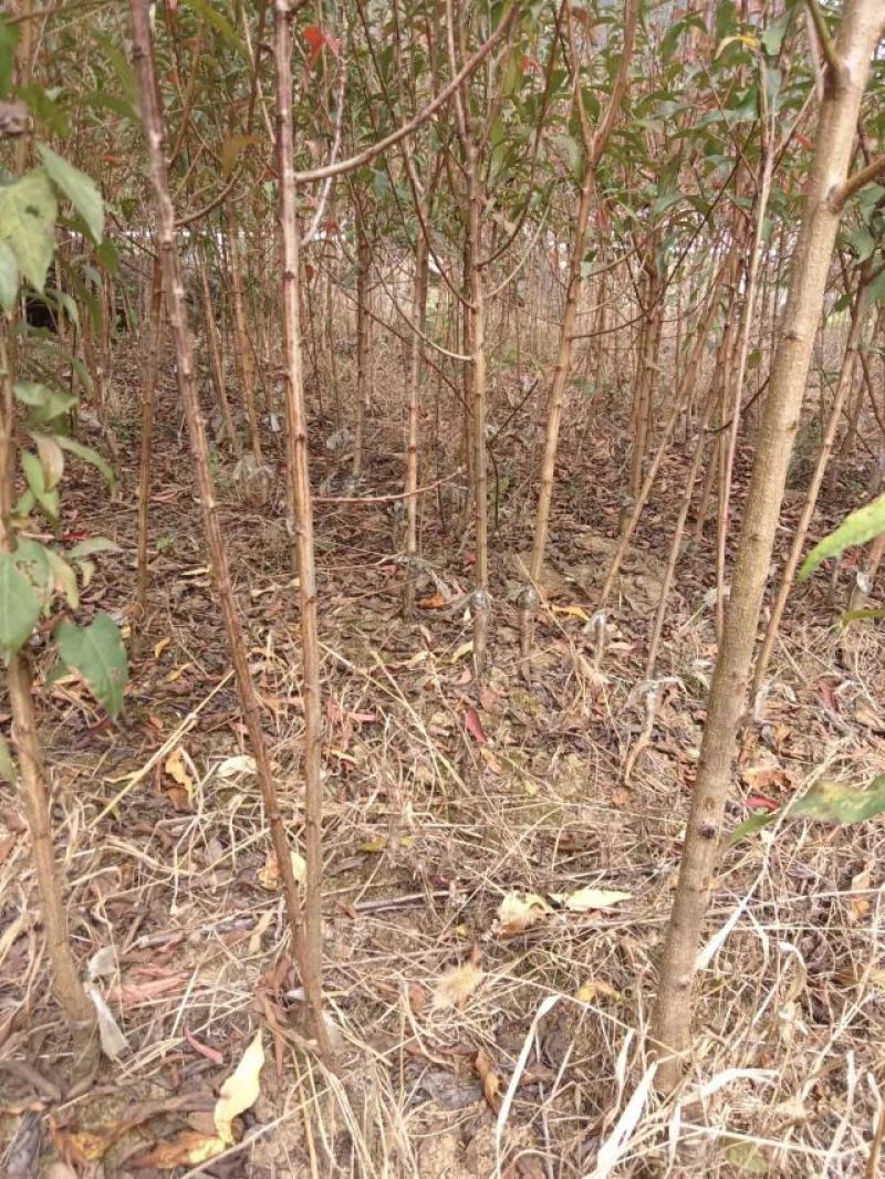 蜂糖李苗原产地直发
