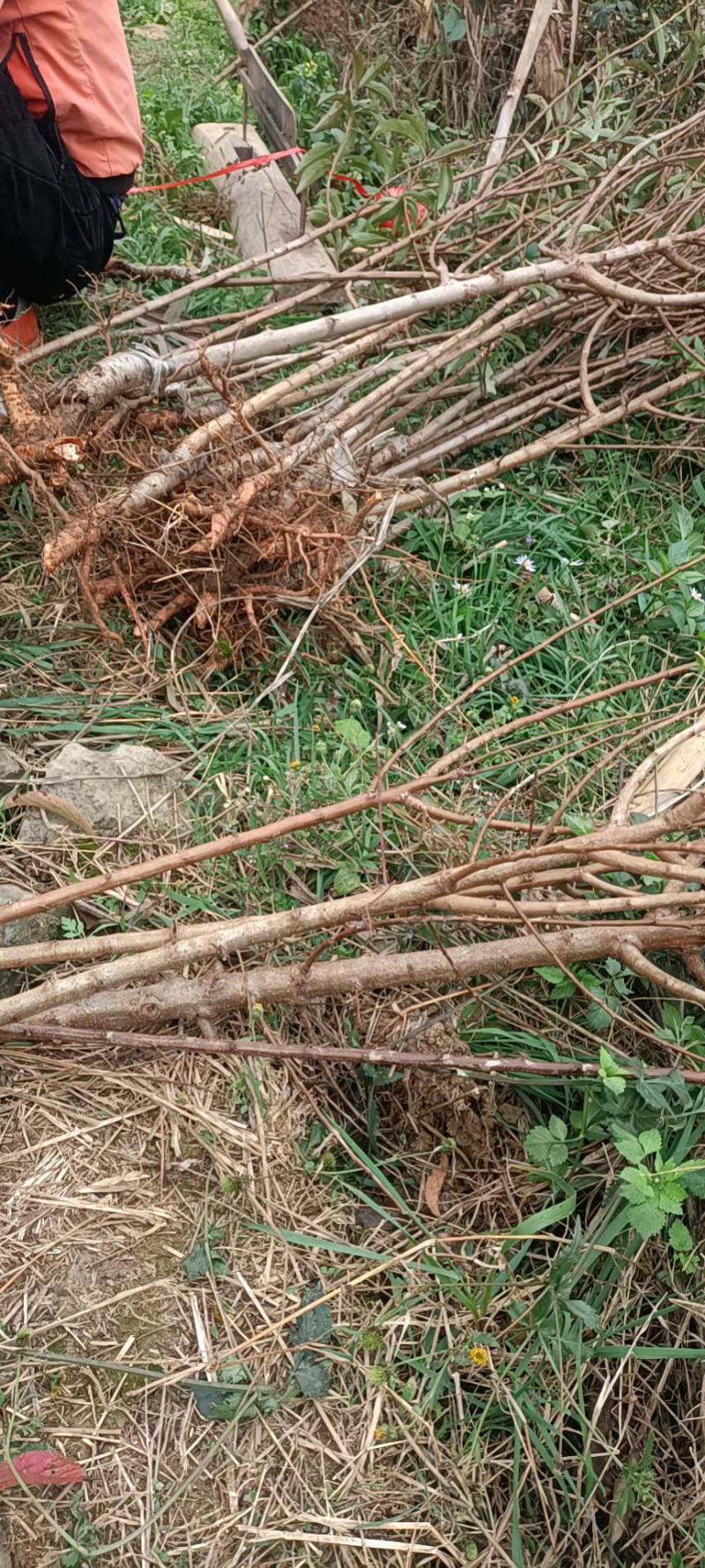 蜂糖李苗原产地直发