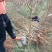 蜂糖李苗原产地直发