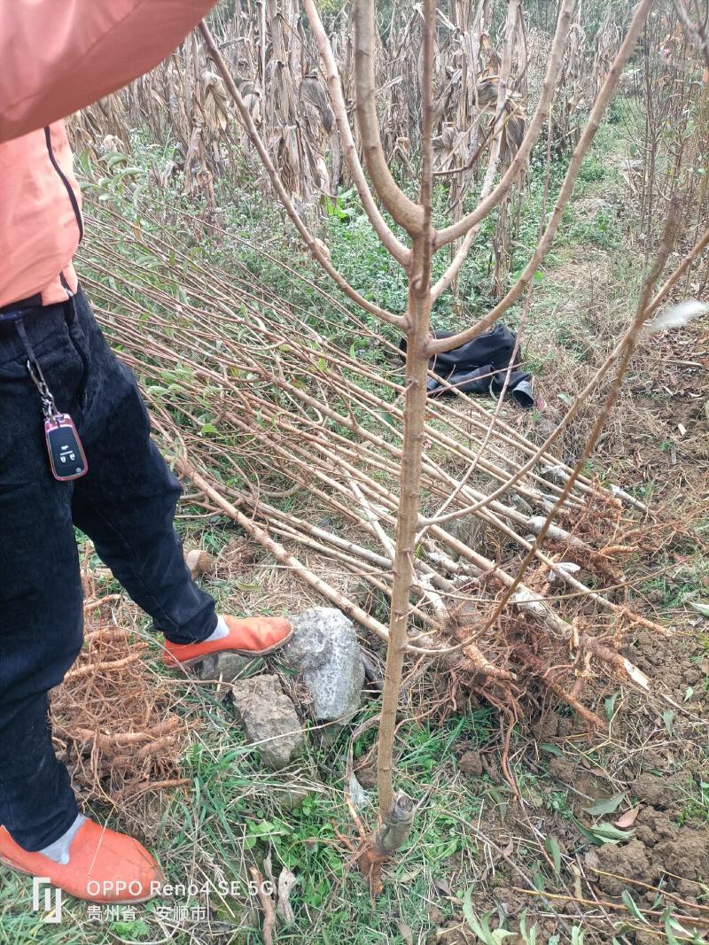 蜂糖李苗原产地直发