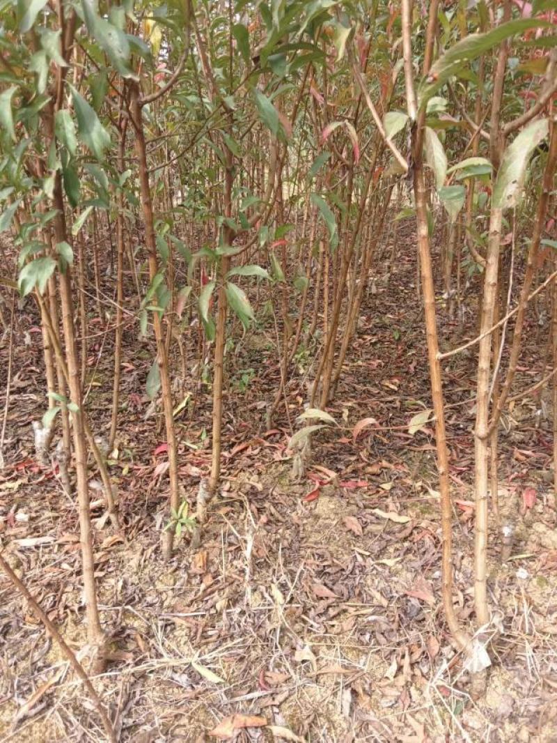 蜂糖李苗原产地直发