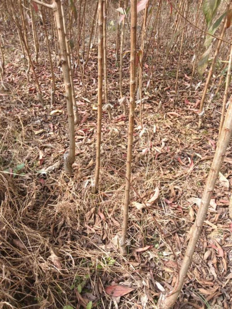 蜂糖李苗原产地直发