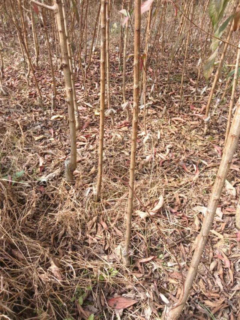 蜂糖李苗原产地直发