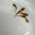 【推荐】黄骨魚-杂交黄骨苗提供优质的鱼苗量大从优欢迎仪价