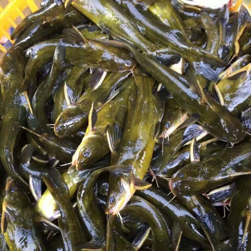 【推荐】黄骨魚-杂交黄骨苗提供优质的鱼苗量大从优欢迎仪价