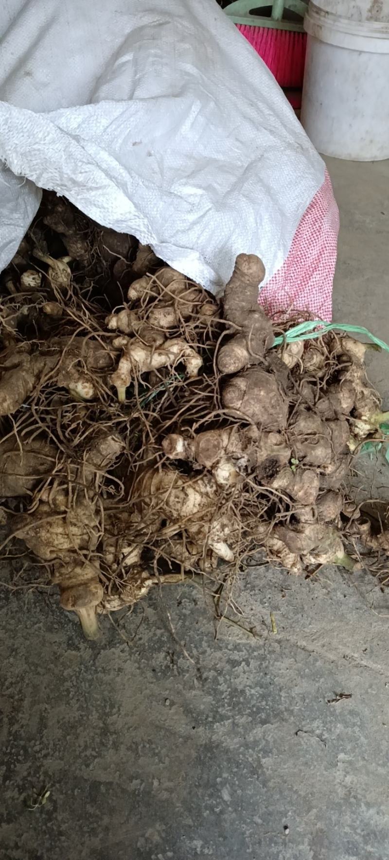 四川不倒苗黄精姜型多花基地货统货，可种植，可加工