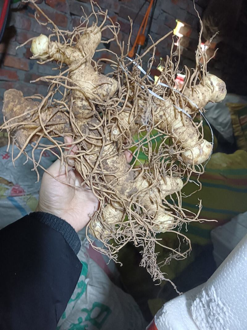 四川不倒苗黄精姜型多花基地货统货，可种植，可加工