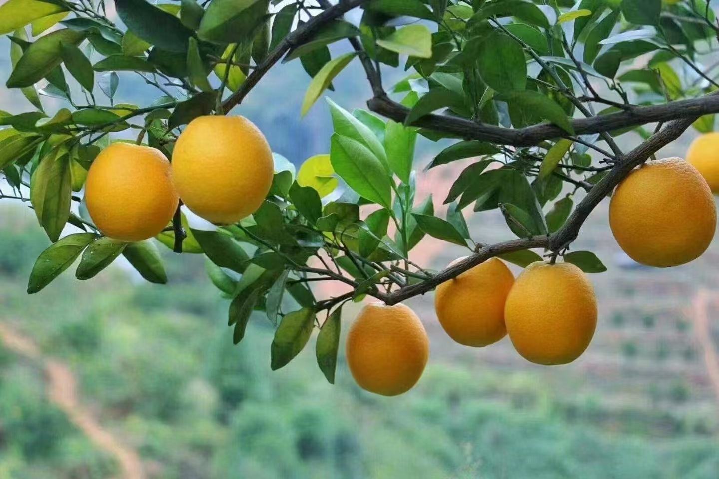 赣南脐橙果园实景