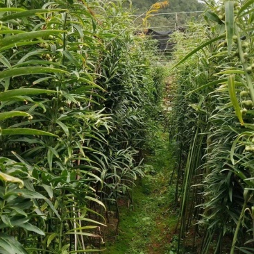 四川不倒苗黄精姜型多花基地货统货，可种植，可加工