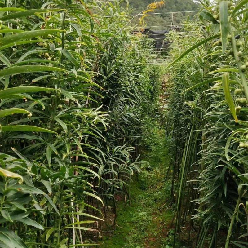 四川不倒苗黄精姜型多花基地货统货，可种植，可加工