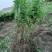 四川不倒苗黄精姜型多花基地货统货，可种植，可加工