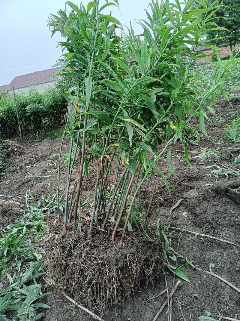 四川不倒苗黄精姜型多花基地货统货，可种植，可加工