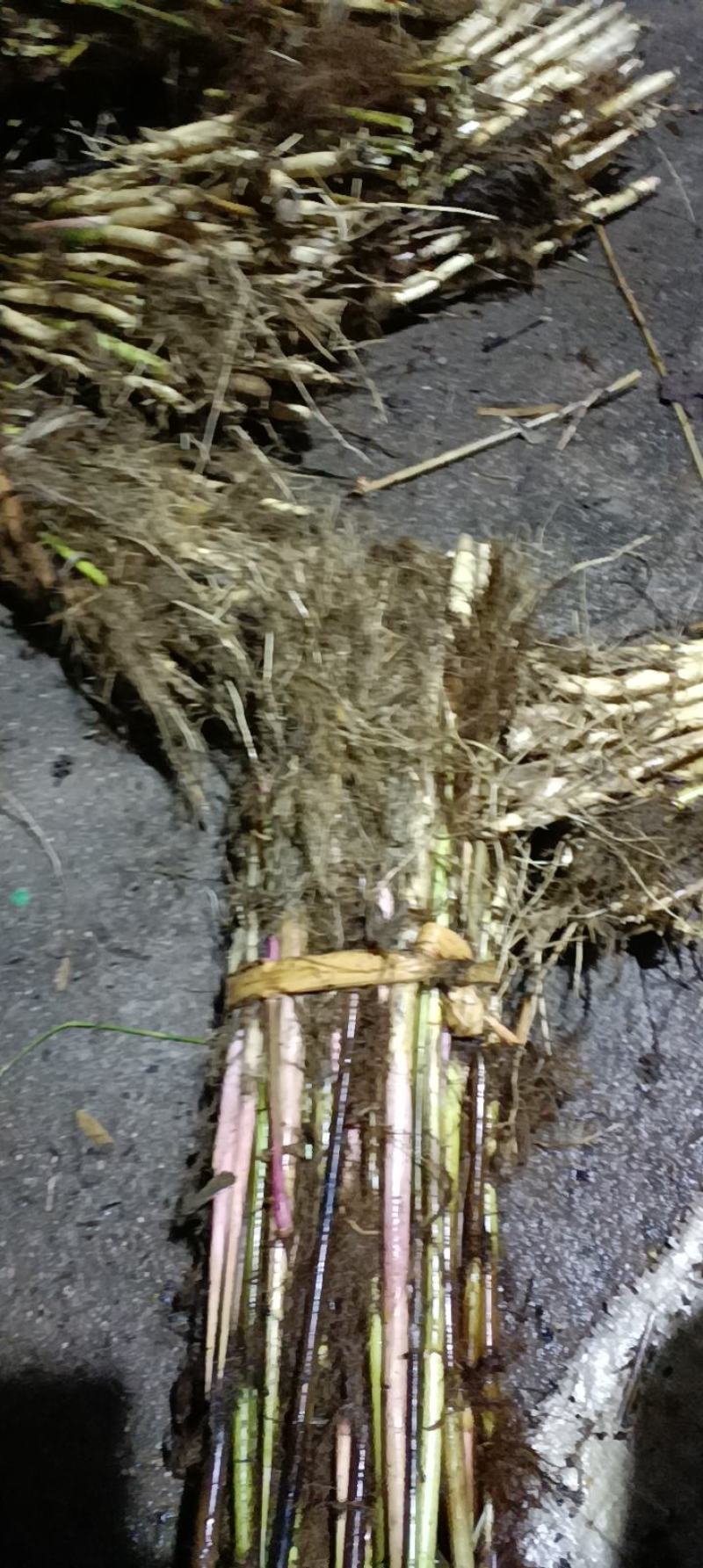芦苇苗现挖发货，保证质量，一手货源批发