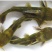 【推荐】黄骨魚-杂交黄骨苗提供优质的鱼苗量大从优欢迎仪价