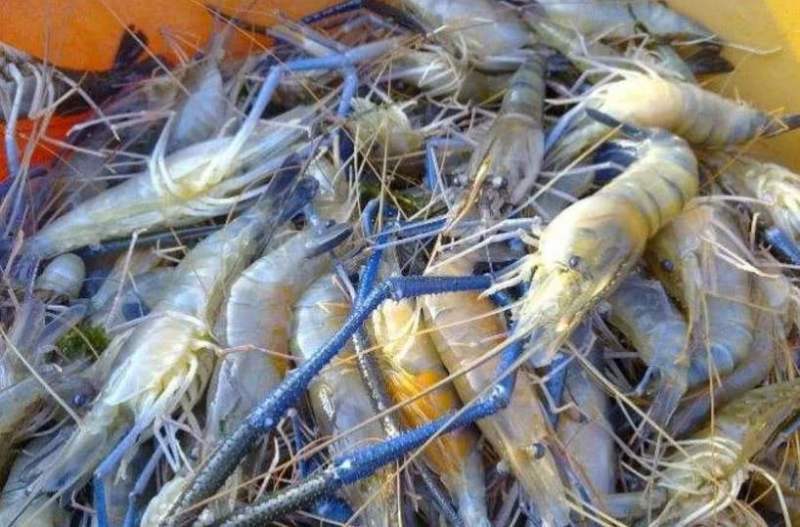【推荐】罗氏沼虾苗草虾苗河虾苗，欢迎各位老板议价