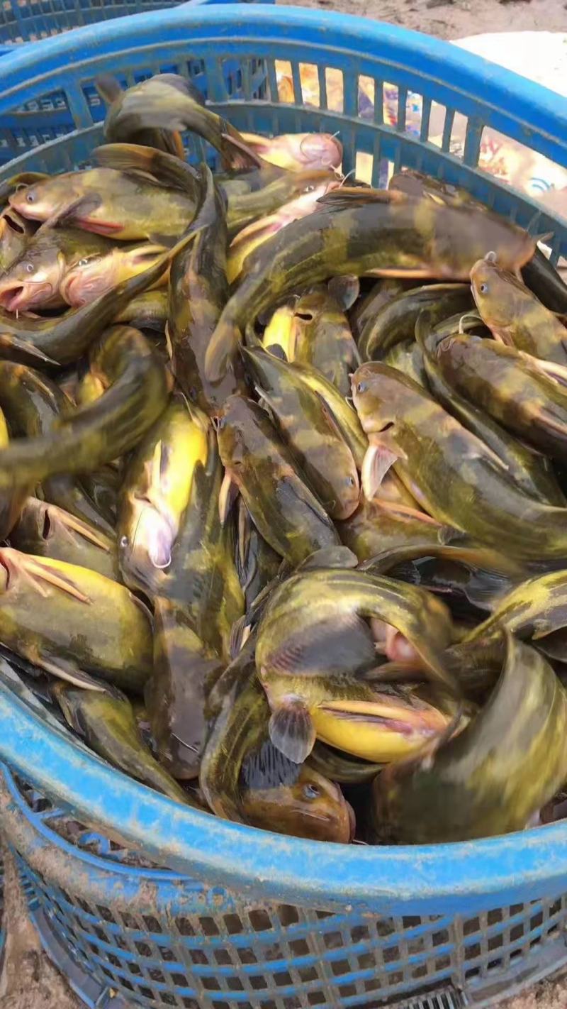 【推荐】黄骨鱼苗/杂交黄骨鱼苗黄辣丁单性超低价全国包邮