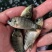 【推荐】红鲤鱼苗金丝鯉魚/兴国红鲤禾花鲤鲤鱼苗全国包邮