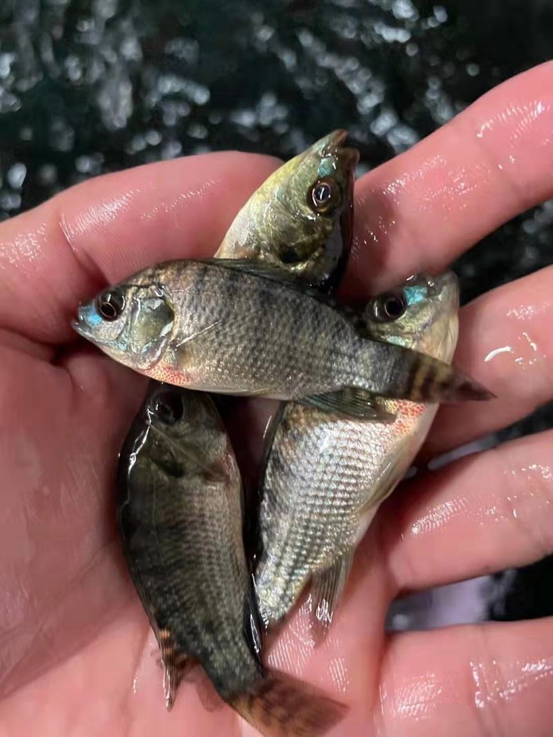 【推荐】红鲤鱼苗金丝鯉魚/兴国红鲤禾花鲤鲤鱼苗全国包邮
