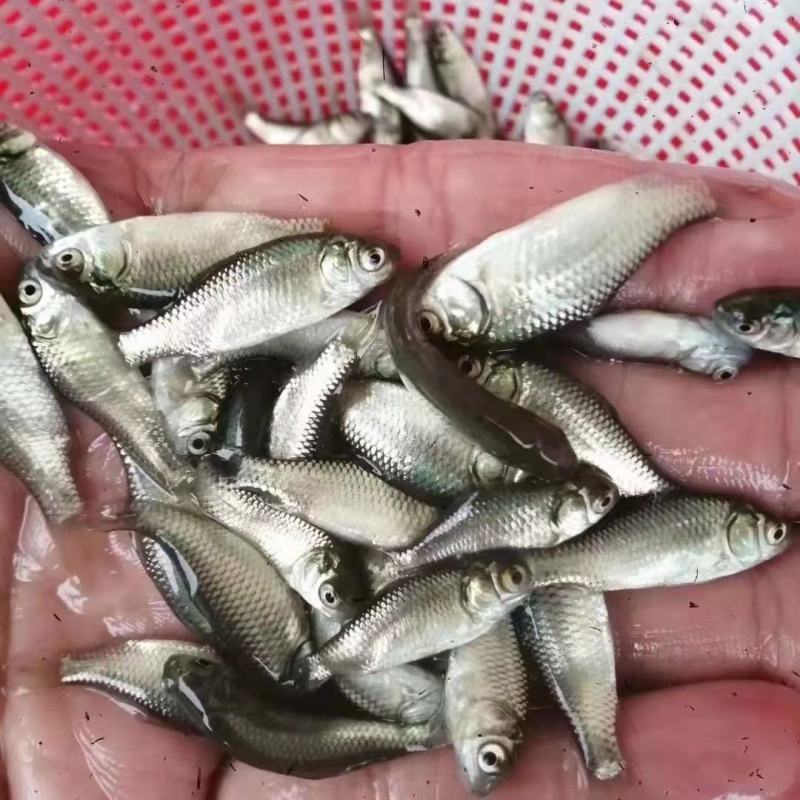 【推荐中科3号鲫鱼苗-中科五号东北鲫鱼苗，超低价全国包邮