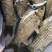 【推荐中科3号鲫鱼苗-中科五号东北鲫鱼苗，超低价全国包邮