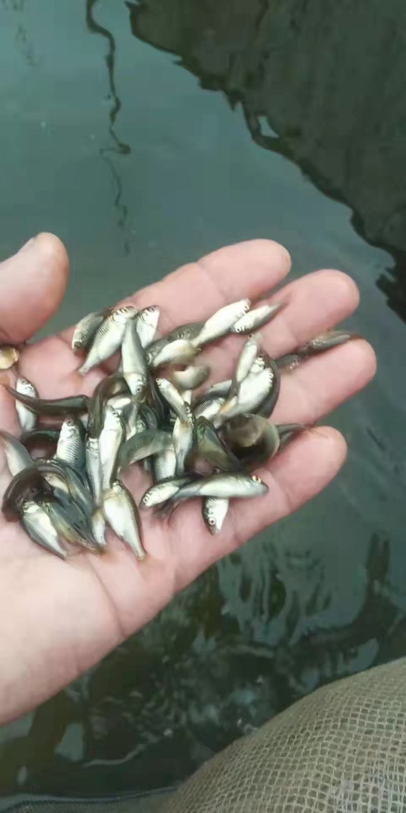 【推荐中科3号鲫鱼苗-中科五号东北鲫鱼苗，超低价全国包邮