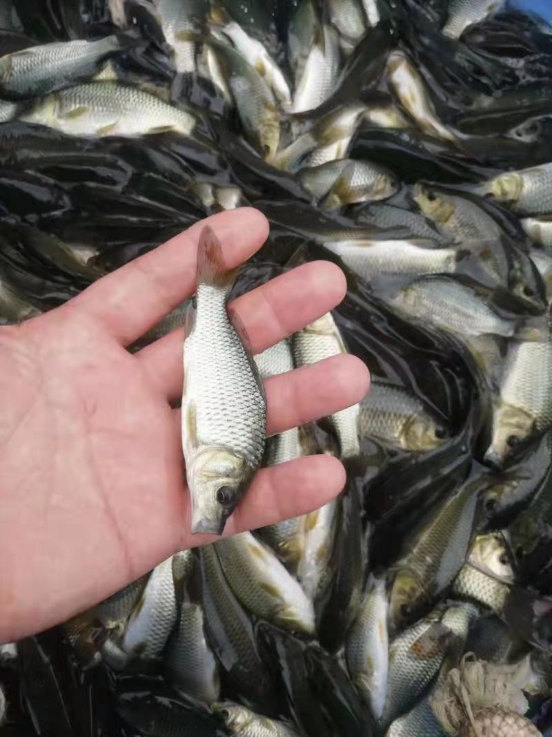 【推荐中科3号鲫鱼苗-中科五号东北鲫鱼苗，超低价全国包邮