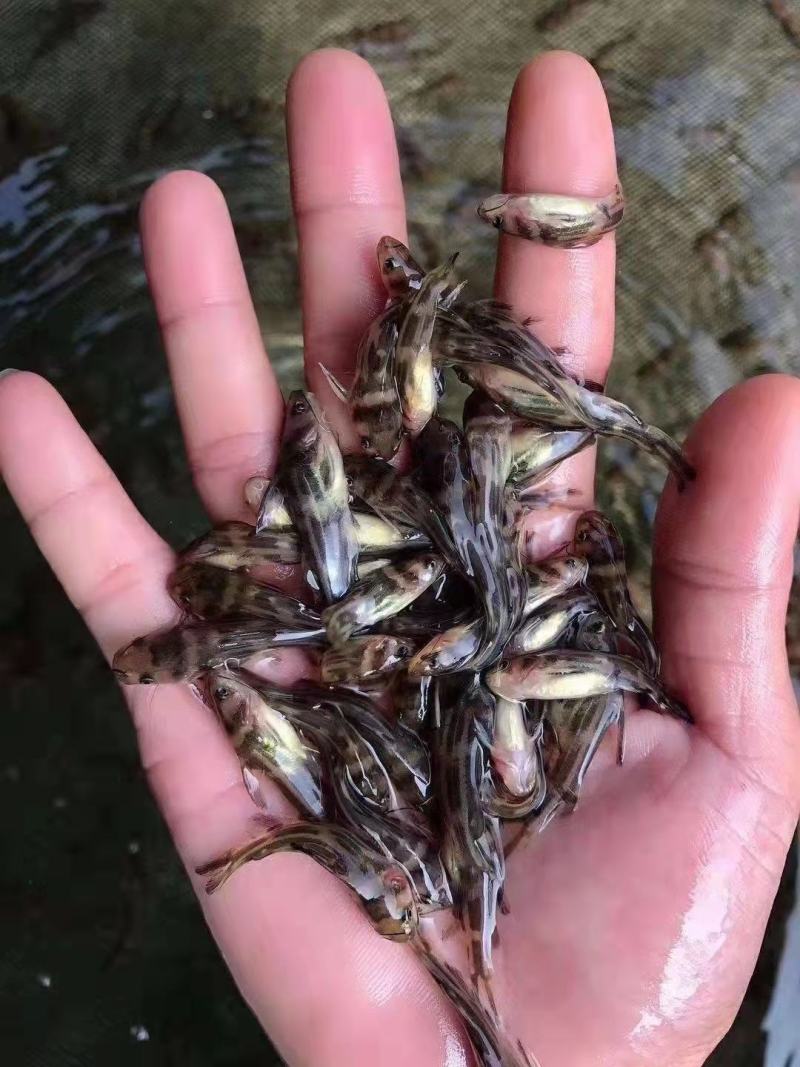 【推荐】黄颡鱼杂交单性黃黄骨鱼苗黄辣丁自孵水花基地直供