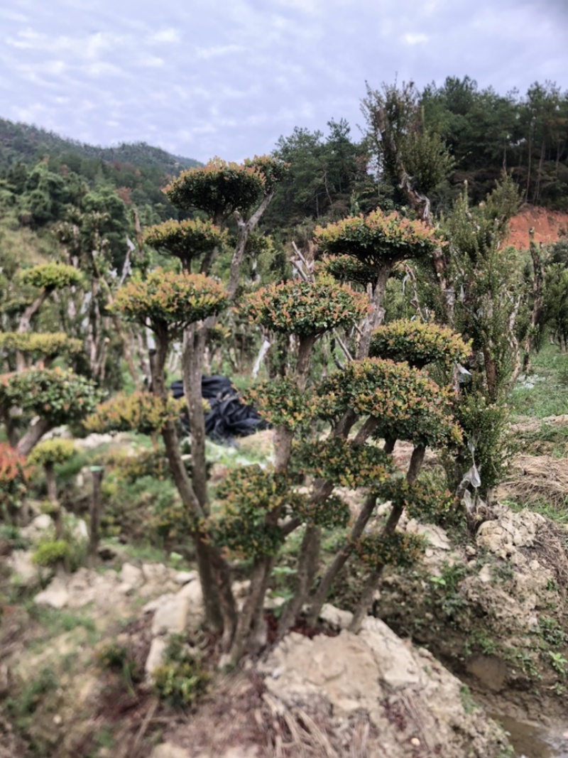 赤楠四季常青绿化赤楠，别墅赤楠，占地赤楠，批发零售价