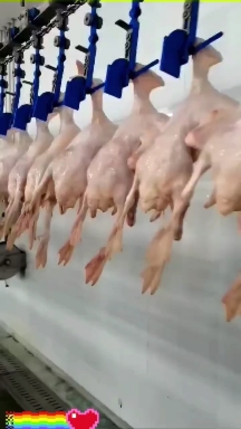 雁鹅！单只套单纸箱包装！厂家直销！规格齐全