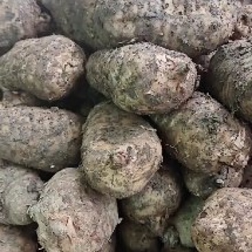 昭通天麻降价啦！！新鲜现挖发货农户直销，