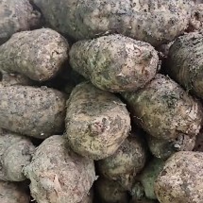 昭通天麻降价啦！！新鲜现挖发货农户直销，